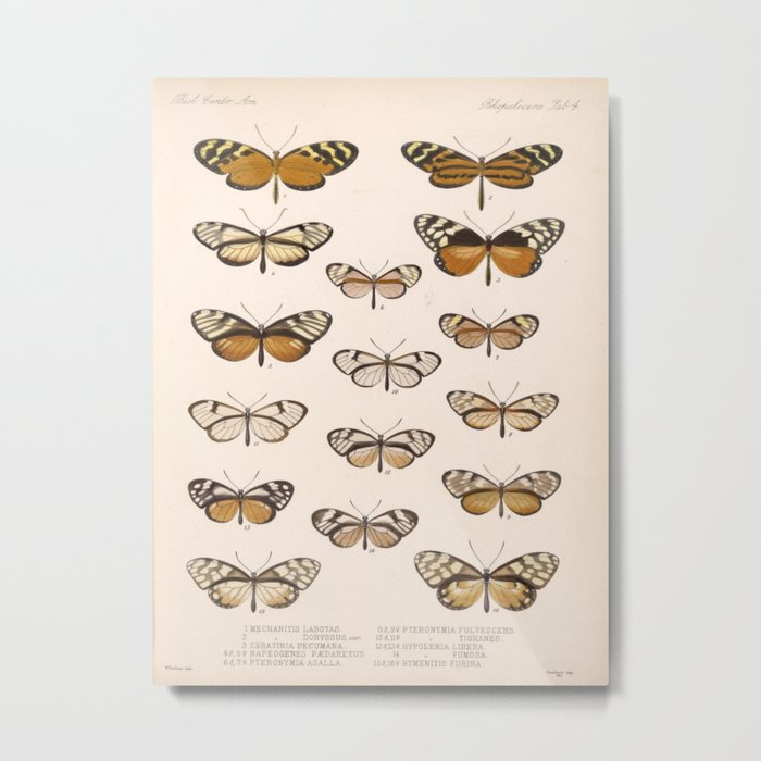 Vintage Scientific Hand Drawn Illustration Anatomy Of Butterfly Insect Patterns Biology Art Metal Print
