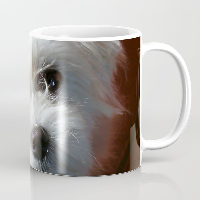 Cute Maltese asking for a treat Coffee Mug