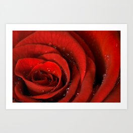 Red Velvet Rose Art Print | Nature, Photo 