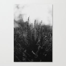 Heather Flowers Black White Canvas Print