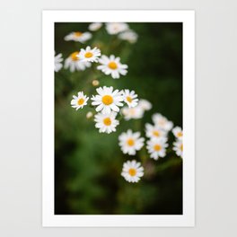 Daisies | Photography wall art print | flowers, botanical, green, nature, floral Art Print