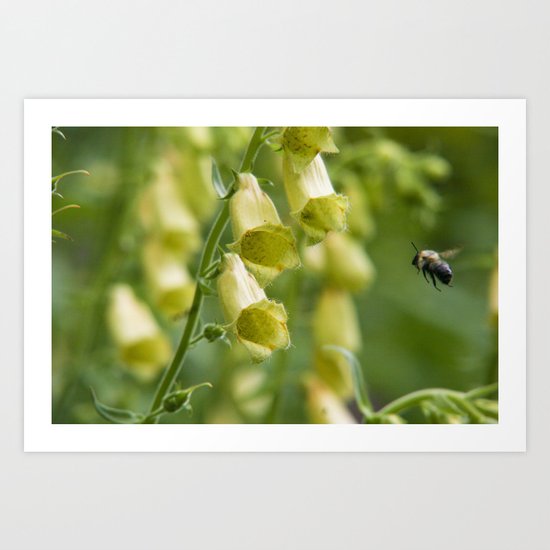 Busy Bee in The Foxglove (Yellow) Art Print