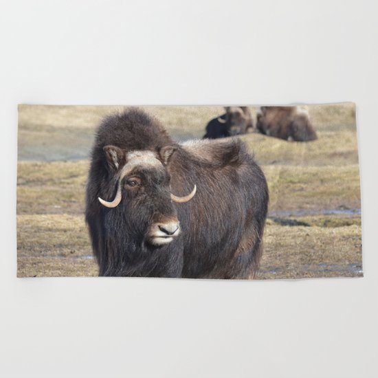 Arctic Muskox Beach Towel