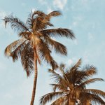 Under The Palms