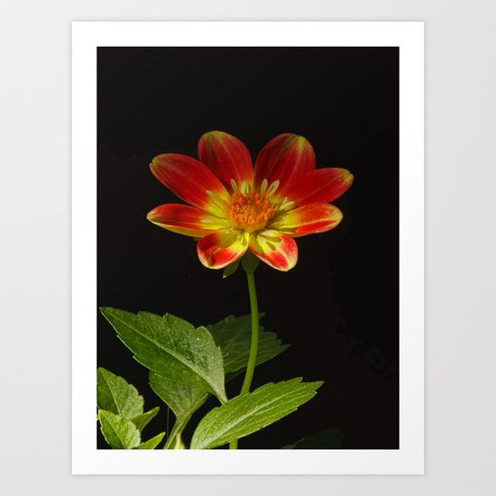 Soul Dance of the Dahlia Art Print