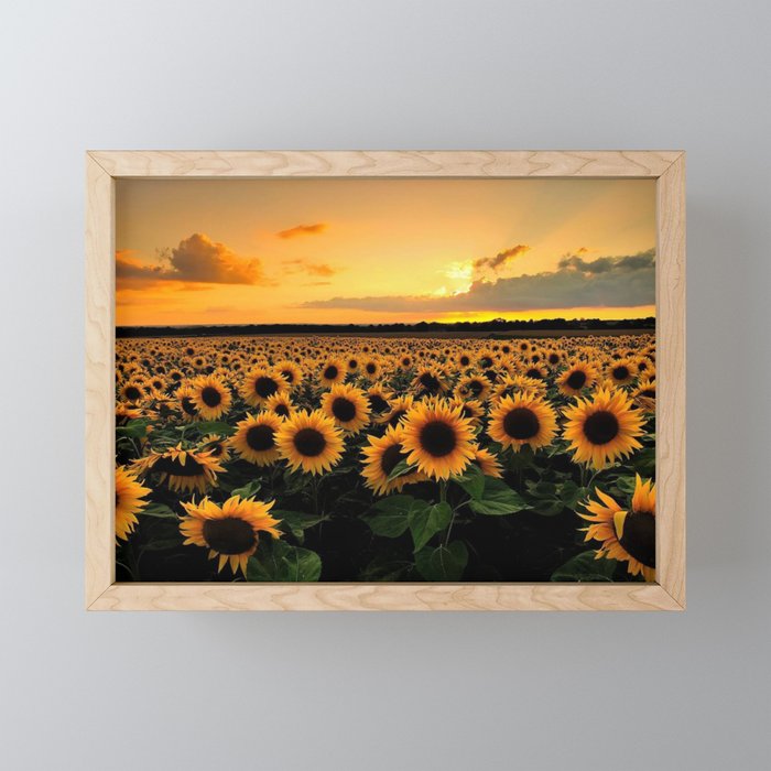 Sunflower field Framed Mini Art Print