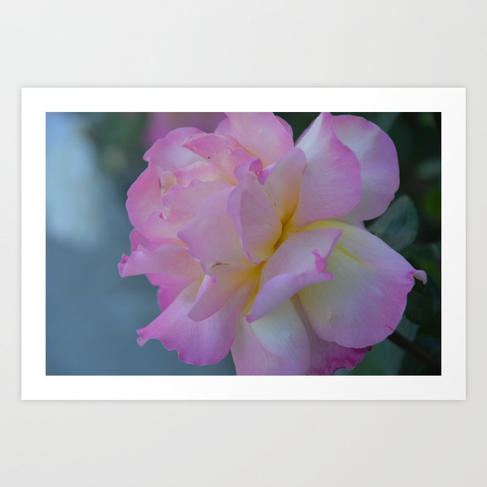 Soft and Pink Art Print