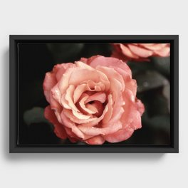 Rose Garden XXIV Framed Canvas