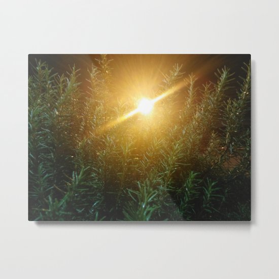 Rosemary Sunrise Metal Print