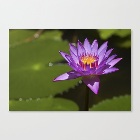 Lotus Canvas Print