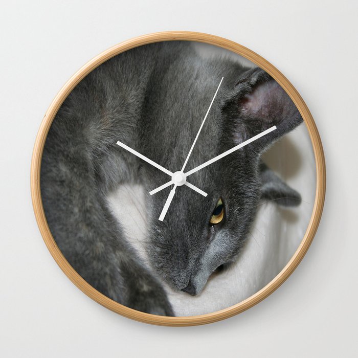 Close Up Portrait Of A Relaxed Grey Cat  Wall Clock