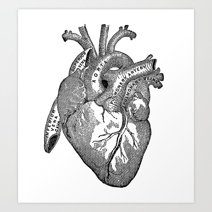 Vintage Anatomy Heart Art Print