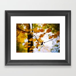 Fall leaves Framed Art Print