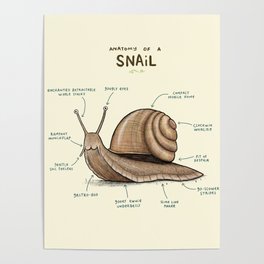 Anatomy of a Snail Poster