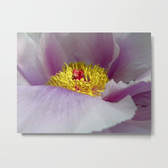 peony bloom macro XXVII Metal Print