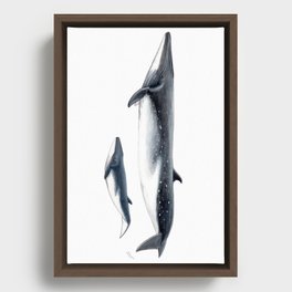 Bryde´s whale and baby whale Framed Canvas
