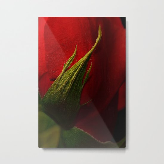 The Rose Metal Print