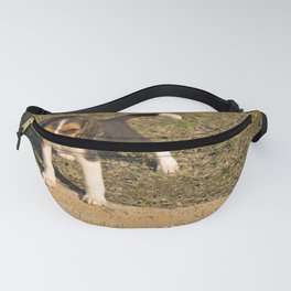 Two Months Old Beagle Puppy Dog 69 Fanny Pack