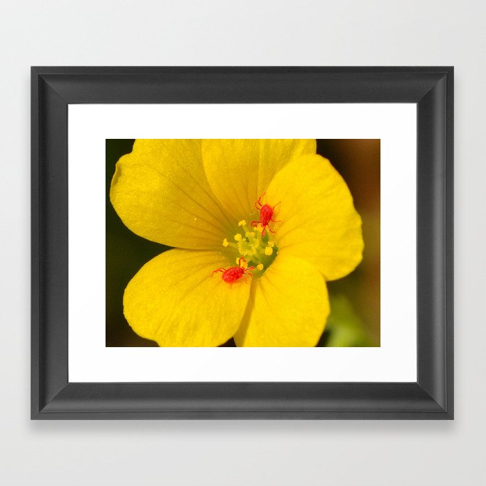 Wildflower with clover mites Framed Art Print