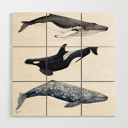 Orca, humpback and grey whales Wood Wall Art