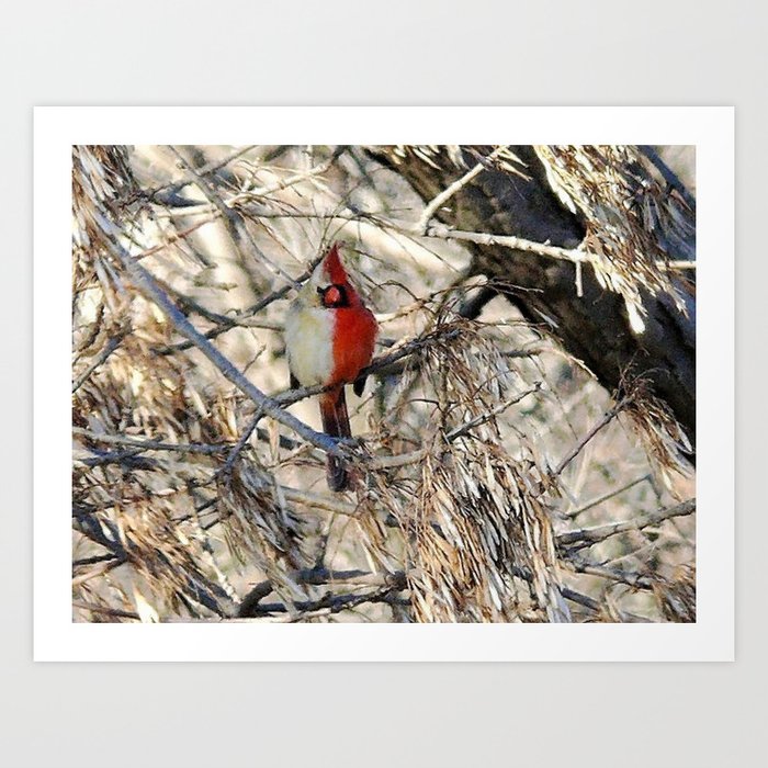 Half-sider Cardinal, half white, half red gynandromorph songbird portrait Art Print