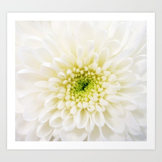 White Chysanthemum Art Print