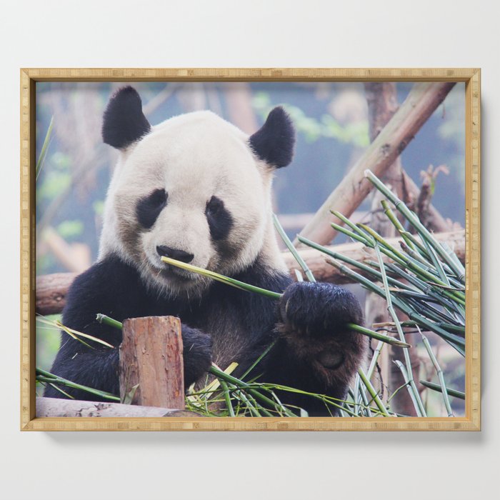 China Photography - Panda Eating Grass On A Wooden Bridge Serving Tray