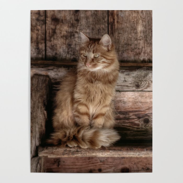 British long-haired cat on a wooden chair art Poster