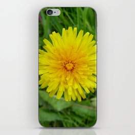 Dandelion flower iPhone Skin