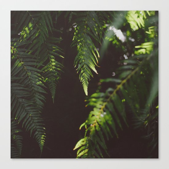 Ferns of Emerald Canvas Print