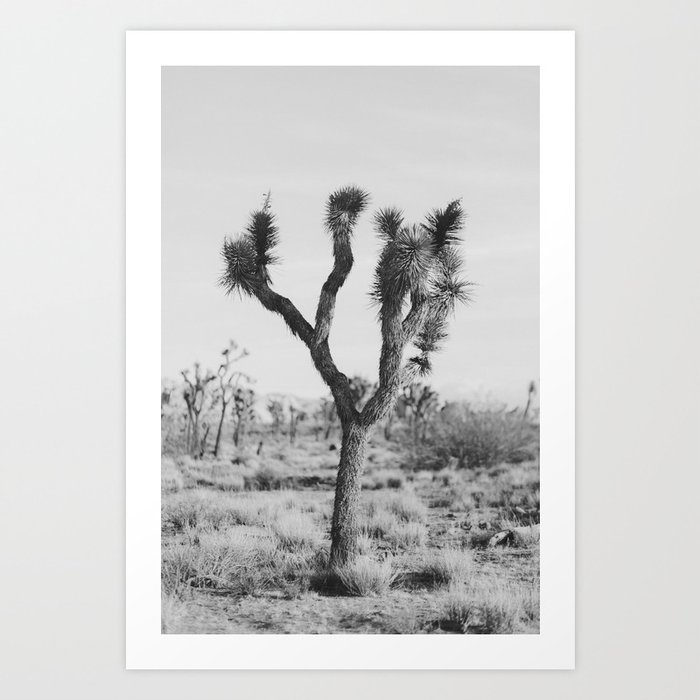 Joshua Tree in Black and White Art Print