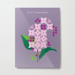 Lilac Metal Print | Pink, Lavender, Lilac, Meditative, Purple, Floral, Modernnature, Modernflower, Minimalist, Peaceful 
