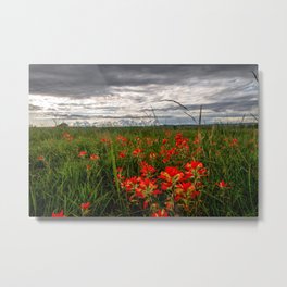 Brighten the Day - Indian Paintbrush Wildflowers in Eastern Oklahoma Metal Print | Nature, Indianpainbrush, Wildflowers, Stormy, Sky, Beauty, Flowers, Picture, Print, Day 