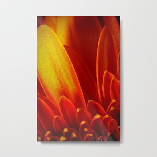 Gerbera in Love Metal Print