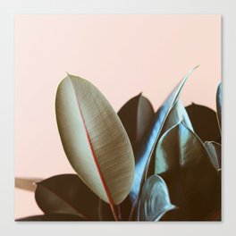 Ficus Elastica #1 Canvas Print