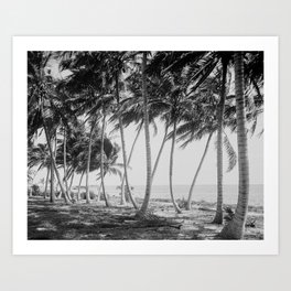Miami Florida Palm Trees Black and White Vintage Photograph, 1915 Art Print