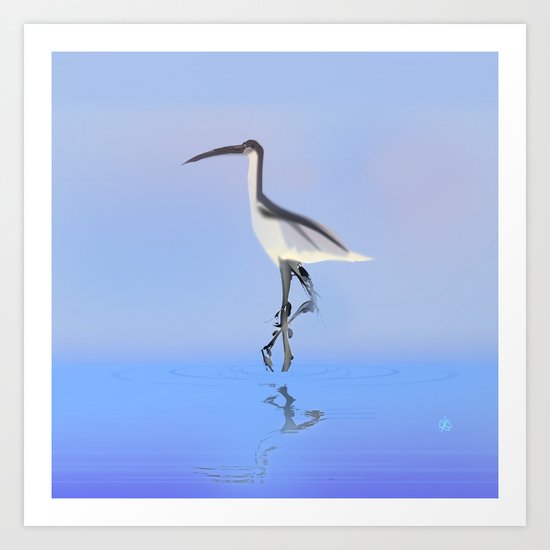Avocet Art Print