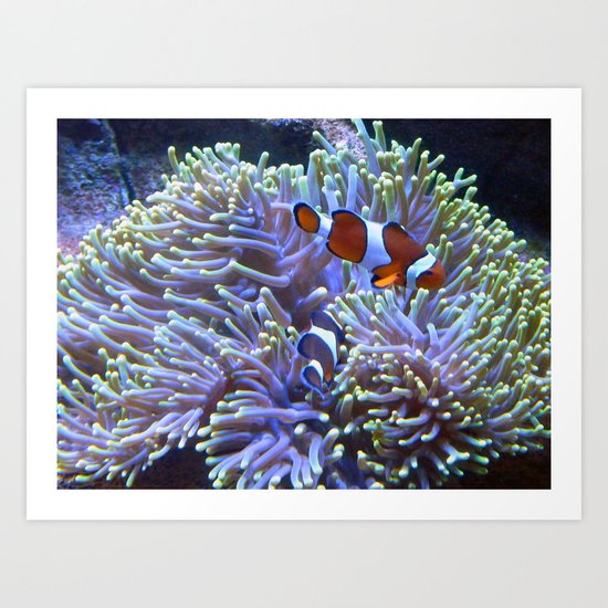 Australian Clownfish Art Print