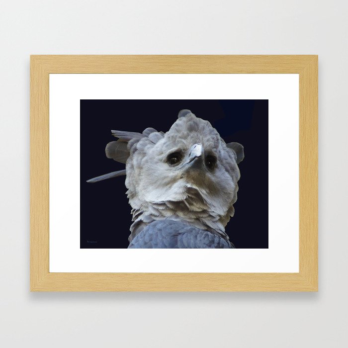 Harpy Eagle 6 Framed Art Print
