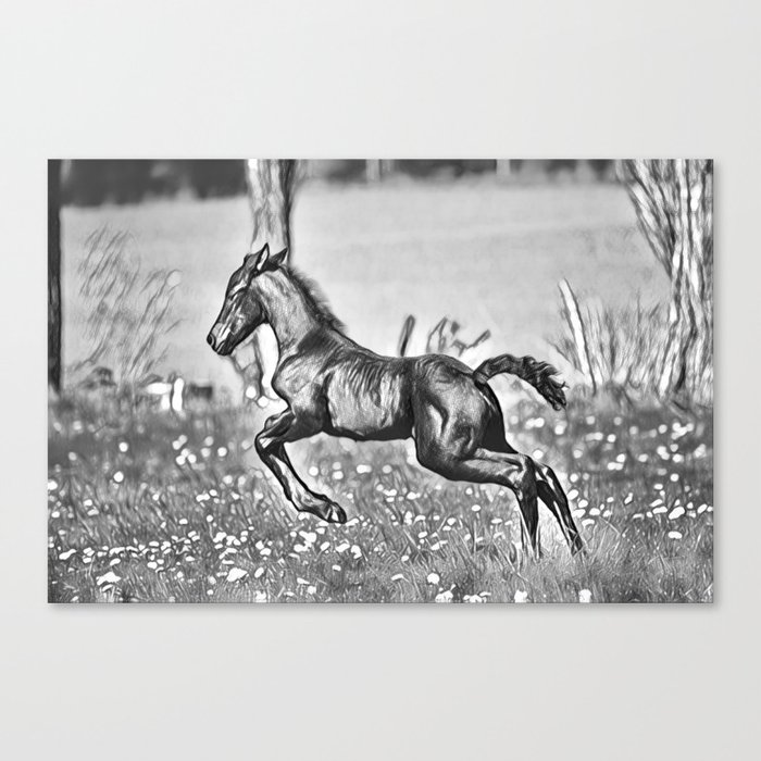 Jump - Horse illustrations Canvas Print