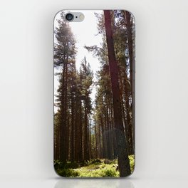 Spring Light in a Scottish Highlands Pine Tree Forest iPhone Skin