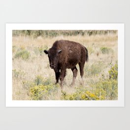 Antelope Island Bison Art Print