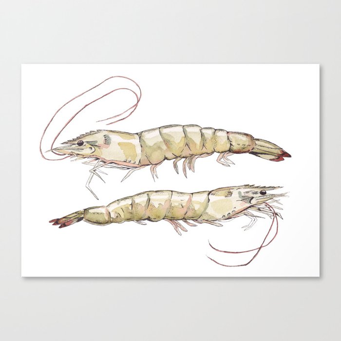 Seeing Double Shrimp Canvas Print