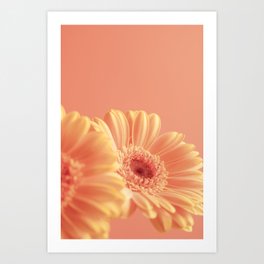 Floral peach fuzz gerbera daisy flower art print - pastel nature and travel photography Art Print