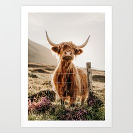 Highland Cow 7 Art Print