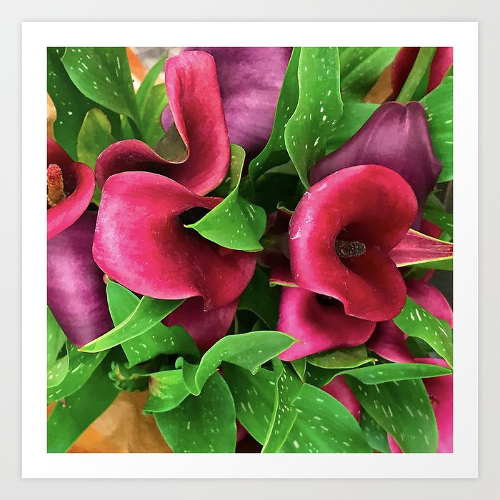 Vibrant Scarlet Red and Purple Calla Lilies Art Print