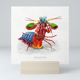 Peacock mantis shrimp in attack pose art print Mini Art Print