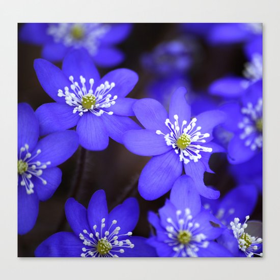 First Spring Flowers Canvas Print