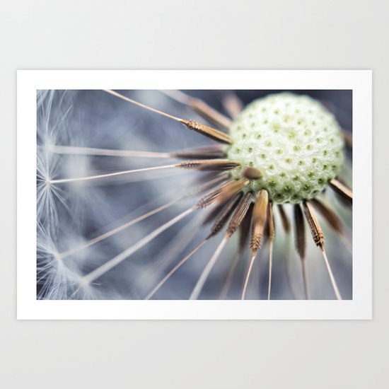 Dandelion fluff... 3 Art Print