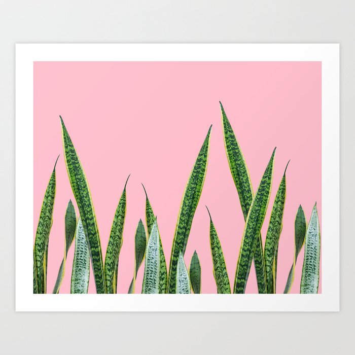 Snake plants with pink Art Print